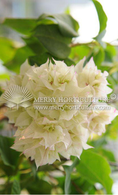 Bougainvillea glabra 'White'